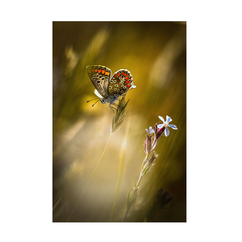 Art sur toile Bonachera Jf Argus An La Fleur, H 30 po x l 47 po