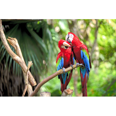 " Colorful Scarlet Macaw " by Nicholashan