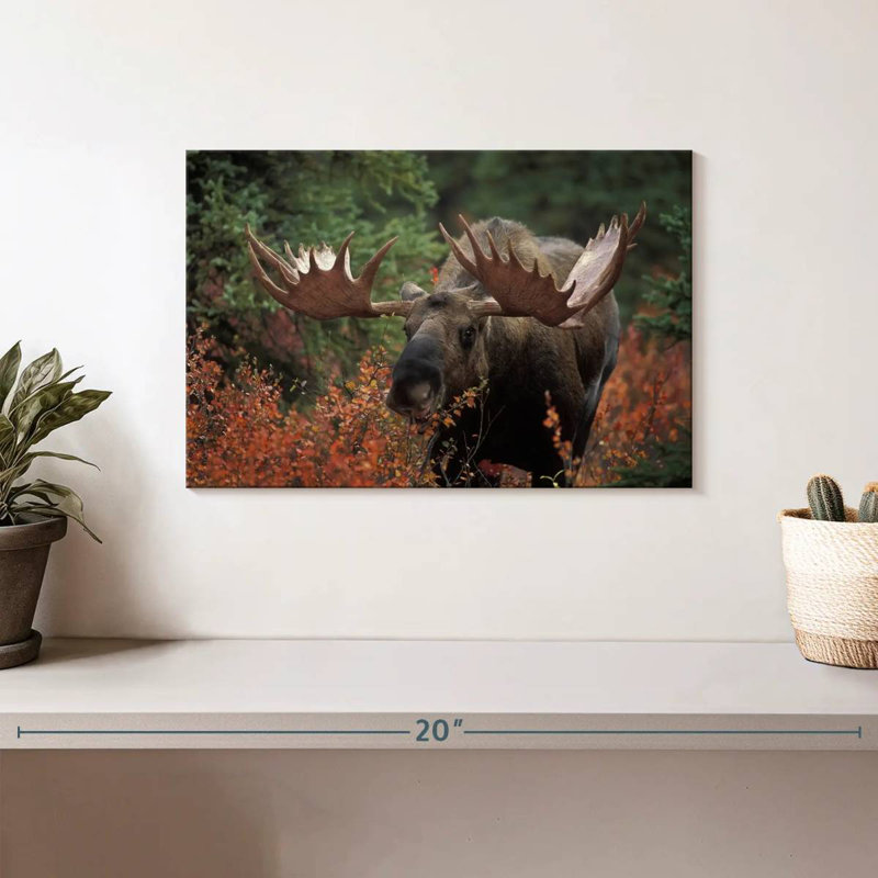 Brampt Moose Forest Meal, 8" H x 12" W