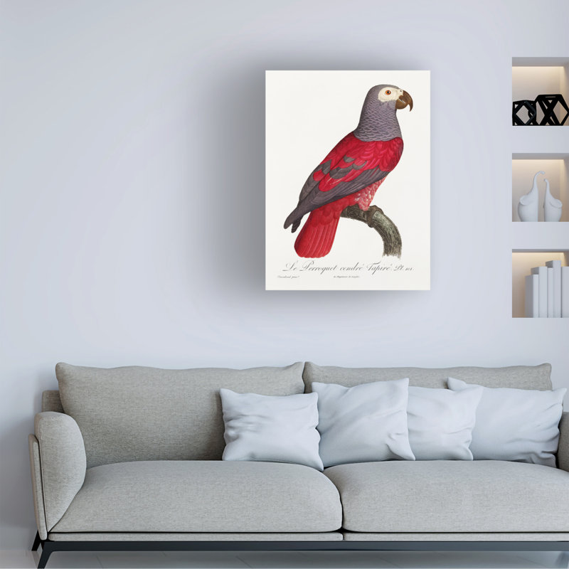 Bolognaise «Levaillant Parrot X» sur, H 19 po x l 14 po