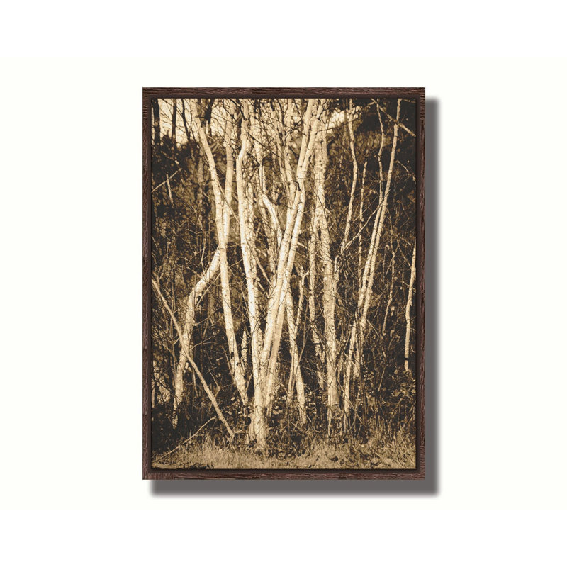 Autumn Birch by Hal Halli. Giclee Gallery, 36.5" H x 48.5" W