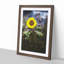 Sunflower - Picture Frame Painting Print-55613595-55613596