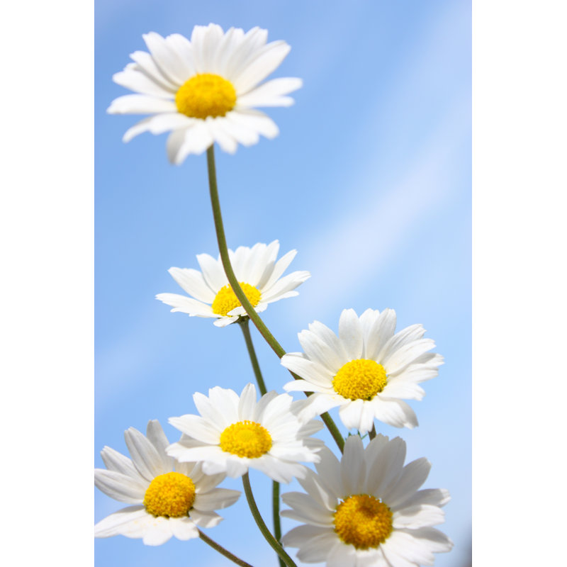 Daisies on a Blue Sky by Aydinmutlu, 12" H x 8" W