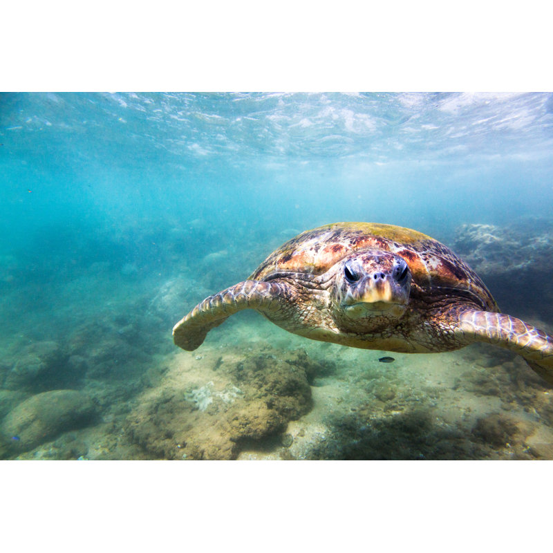 Green Sea Turtle 1 Piece Wrapped Canvas Wall Art, 61cm H x 91cm W x 3.8cm D