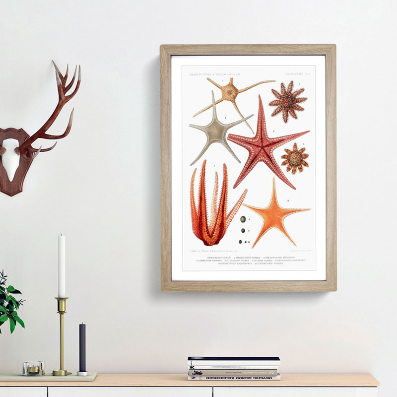 Selection of Starfish by Albert I - Picture Frame Painting Print, Oak Framed, 65cm H x 48cm W x 2cm D