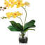 Double orchidée phalaenopsis, arrangement floral-103109823