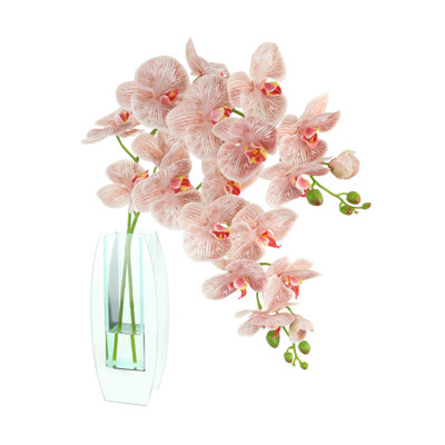Orchidées Tania disposées dans un vase en verre