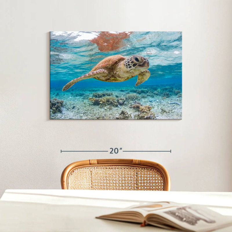 Brampt des îles Galapagos, tortue, H 16 po x l 24 po