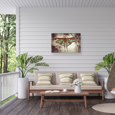Jimmy Hoffman  Mariposa Isabelina Outdoor  Canvas