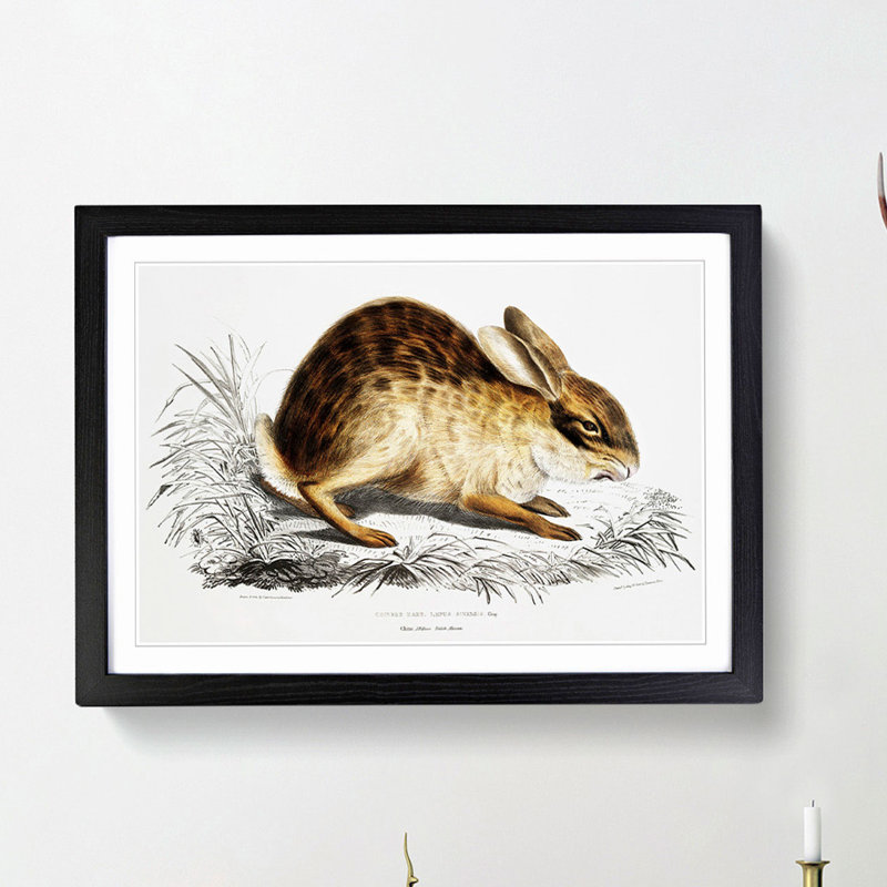Chinese Hare by John Edward Gray - Picture Frame Painting Print, 27cm H x 36cm W x 2cm D, Black Framed