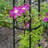 Mckayla 61 in. H x 13 in. W Iron Obelisk Trellis-1858884803