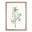 Plum Tree Flowers by Pierre-Joseph Redoute - Picture Frame Painting Print-55601104-55601105