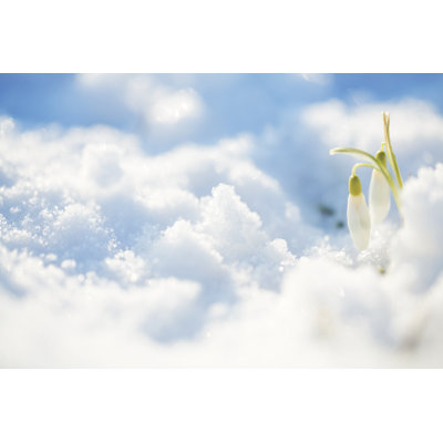 Snowdrops in snow
