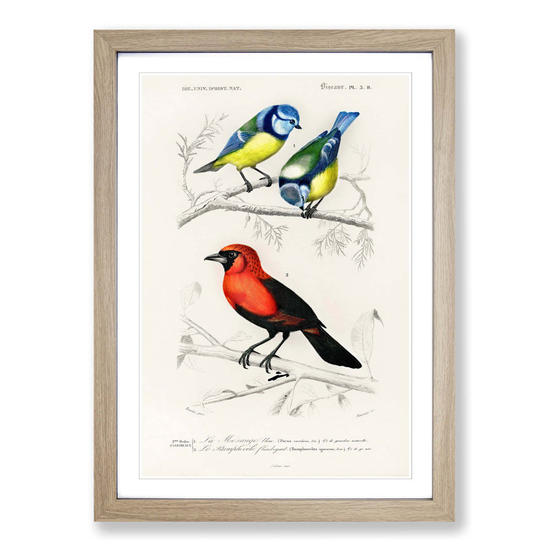 Bird Illustrations PL. 3B by Charles D' Orbigny - Single Picture Frame Painting, 33cm H x 24cm W x 2cm D, Oak Framed