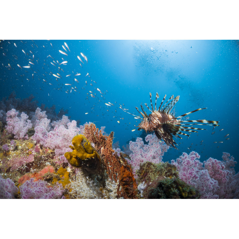 Lion Fish Swimmimg Among Soft Corals by Acro_phuket - Wrapped Canvas Print, 51cm H x 76cm W x 3.8cm D