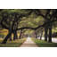 Alley Of Live Oaks-916916706-916916727-926824808