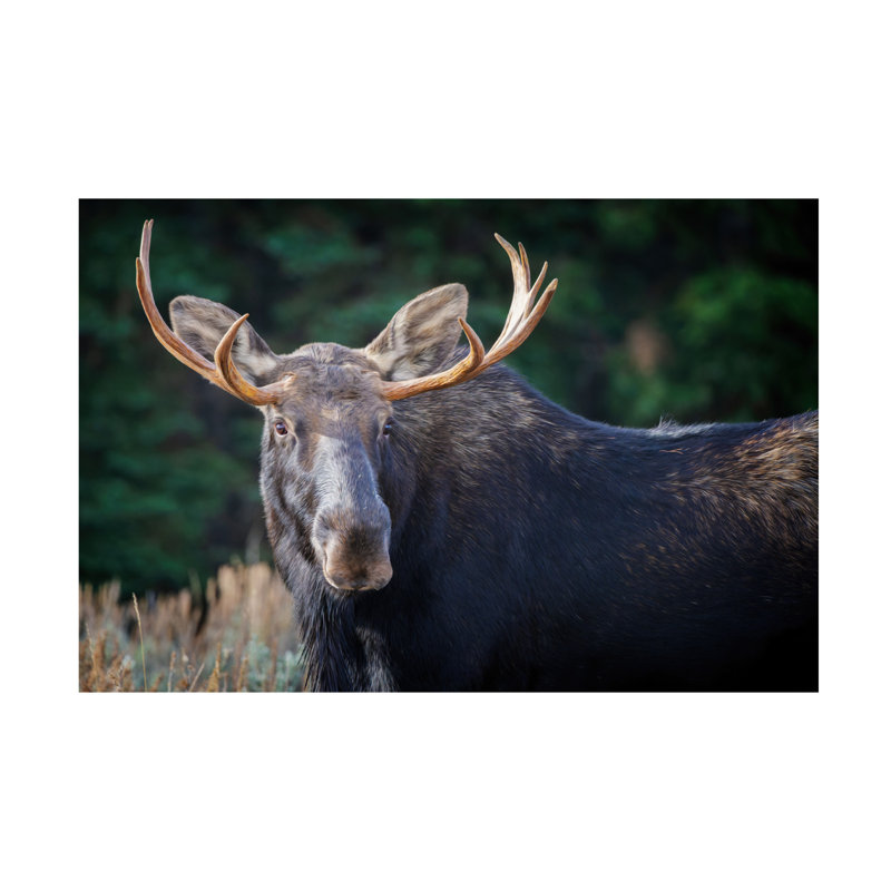 Art mural sur toile tendue - Rick Berk «Bull Moose», décoration murale pour le salon, la chambre à coucher ou le bureau - 16 x 24