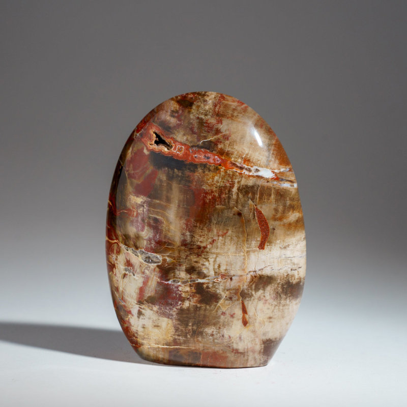 Polished Petrified Wood Freeform from Madagascar (1.75 Lbs)