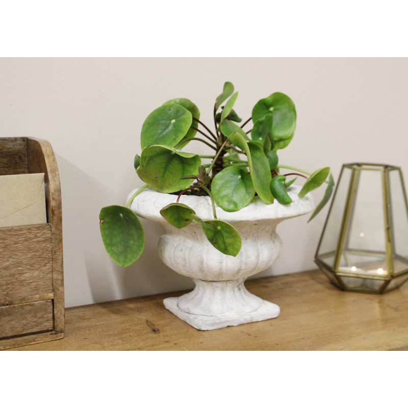 Sunray Urn Planter