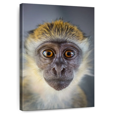 Brampt Vervet Monkey