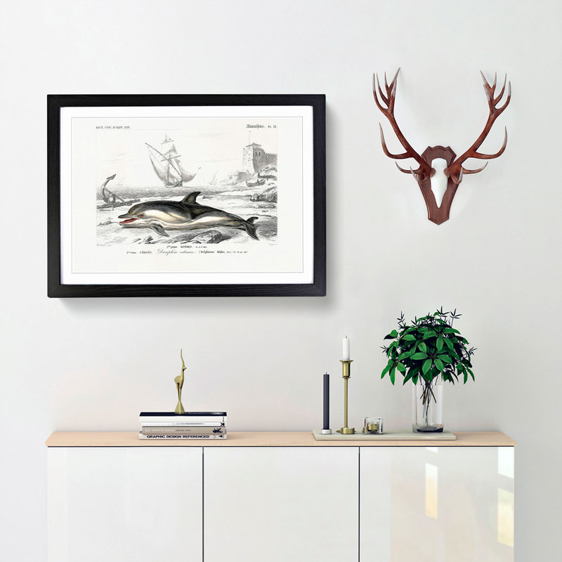 Beached Dolphin by Charles D'Orbigny - Single Picture Frame Painting, 33cm H x 45cm W x 2cm D, Black Framed