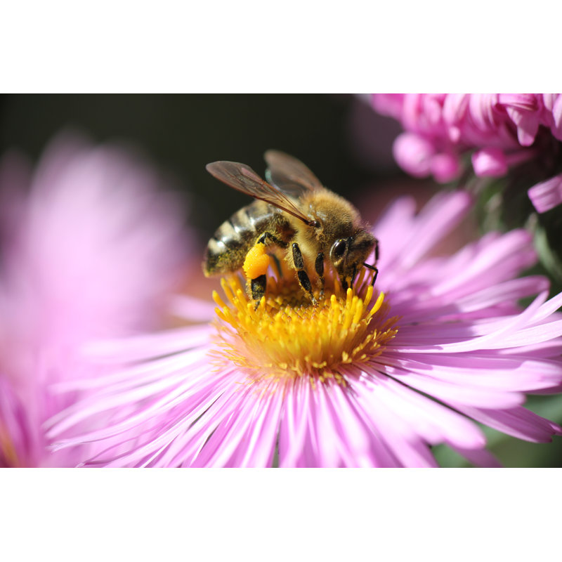«Bee on Autumn Aster» par Anrivona - Photographie sur toile tendue, H 8 po x l 12 po