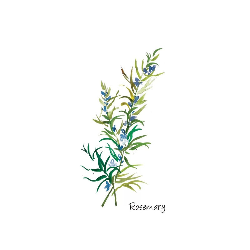 Rosemary II 1 Piece Wrapped Canvas Painting