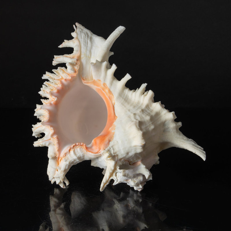 Genuine Ramose Murex Shell (2.5 Lbs)