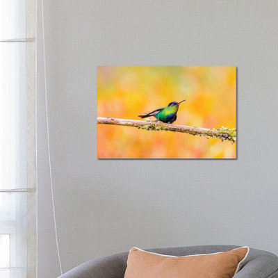 Central America, Costa Rica. Male fiery-throated hummingbird. 1 Piece Wrapped Canvas Wall Art