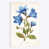 Toile tendue