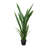 Snake Plant Drop-In