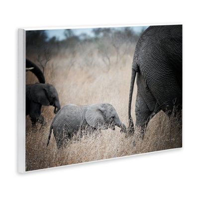 Baby Elephant Strolling Wall Plaque Art by Sharon Vardy