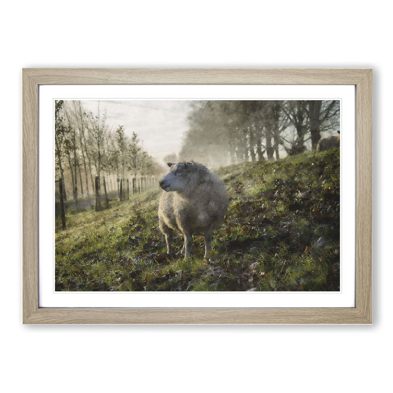 Woolly Sheep - Picture Frame Graphic Art, 27cm H x 36cm W x 2cm D, Oak Framed
