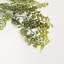 MAIDENHAIR FERN STEM