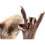 Raccoon - Print on Canvas-71883837