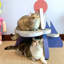 Lit pour chat Novelty