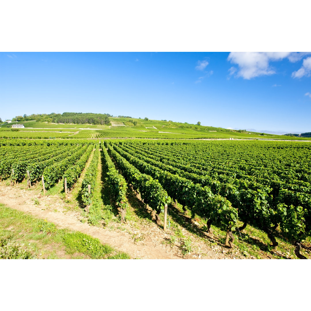 Leinwandbild Vineyards in Burgundy