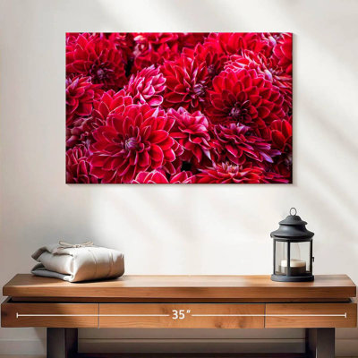 Harnek Dahlia Blooms