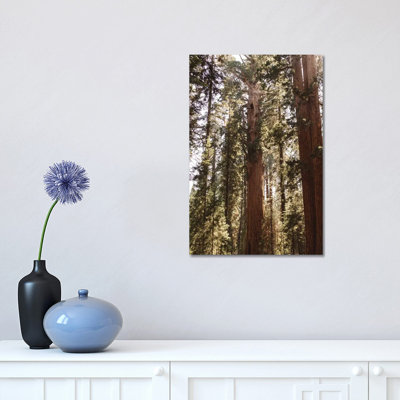 " Sequoia National Park XIV " by Bethany Young