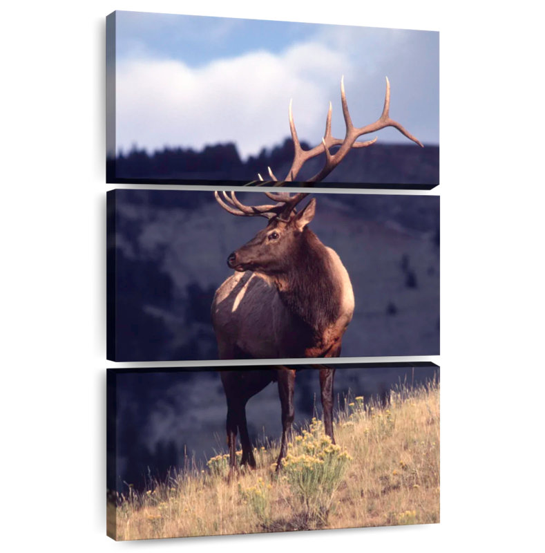 Brampt Montana Bull Elk, 45" H x 28" W
