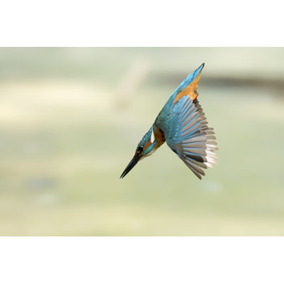 " King Fisher Diving "
