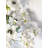 White Anemone Arrangement