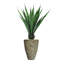 Agave d'intérieur / extérieur Panama en pot-1154552510-1154552511