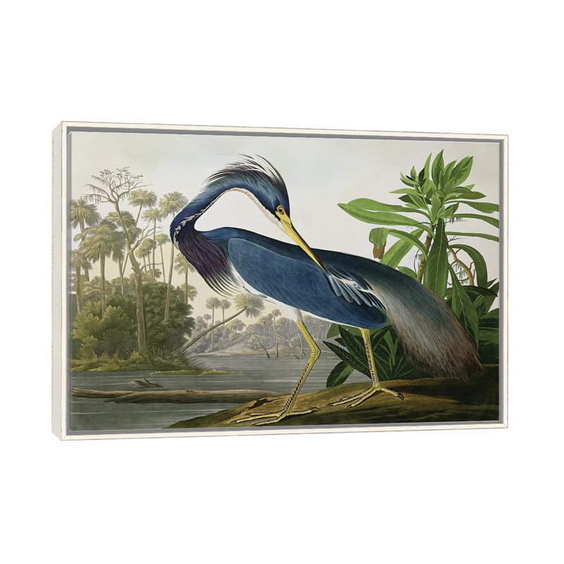 «Wick Louisiana Heron» par John James Audubon, reproduction sur toile, H 18 po x l 26 po, Impression encadrée, Blanc patiné