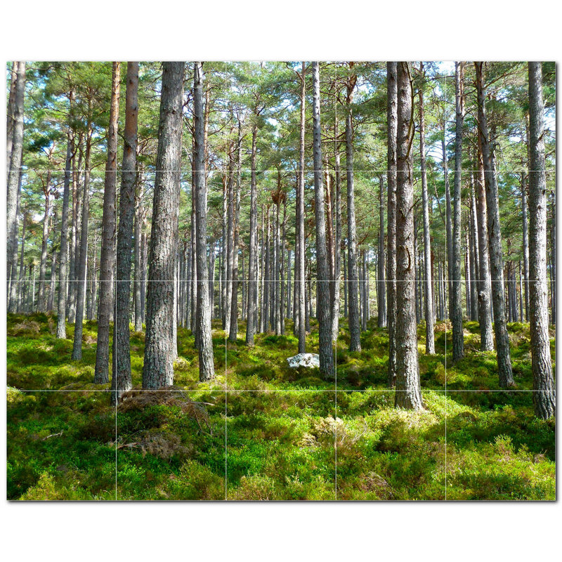 Photo d'arbres 6 x 6