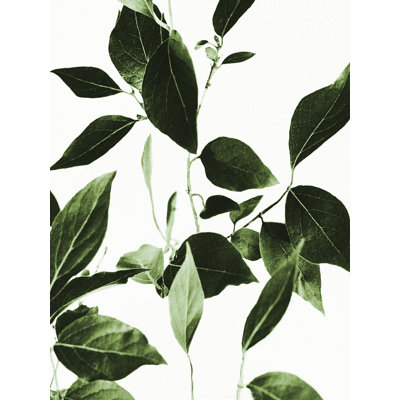 «Tree Branch Leaves», reproduction sur toile tendue