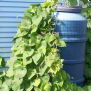 Filet pour plantes Rain Barrel