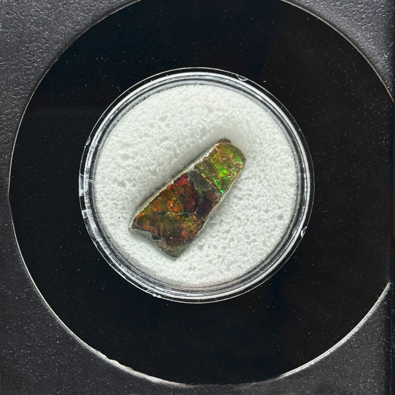 Ammolite in Collector's Box