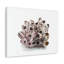 Barnacle coquillage isolé sur fond blanc à l'intérieur d'art mural-1724150219