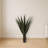 Giant Agave Silk Plant